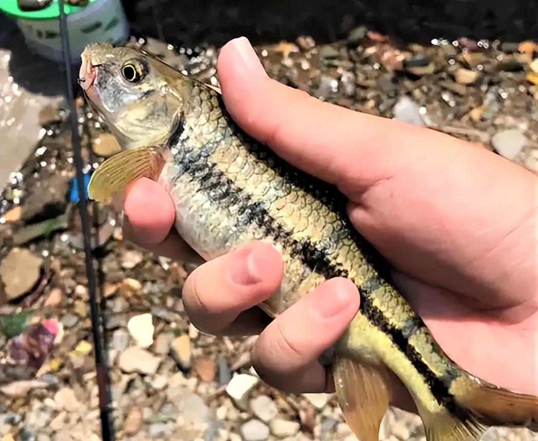 溪石斑鱼最大有多大(溪石斑鱼是什么鱼品种)(图7) 溪石斑鱼最大有多大(溪石斑鱼是什么鱼品种)(图7)