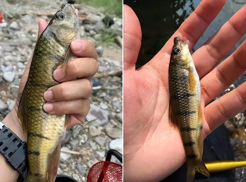 溪石斑鱼最大有多大(溪石斑鱼是什么鱼品种)(图3) 溪石斑鱼最大有多大(溪石斑鱼是什么鱼品种)(图3)