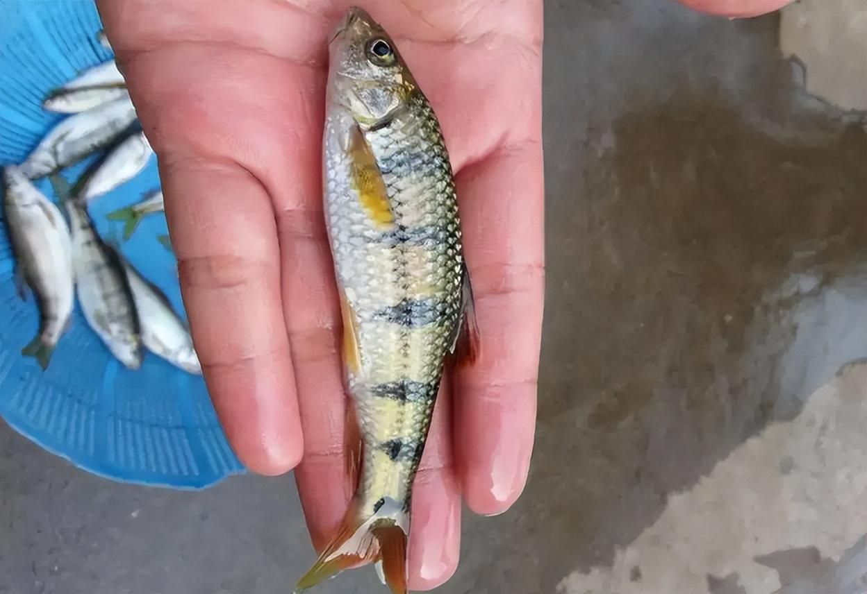 溪石斑鱼最大有多大(溪石斑鱼是什么鱼品种)(图2) 溪石斑鱼最大有多大(溪石斑鱼是什么鱼品种)(图2)