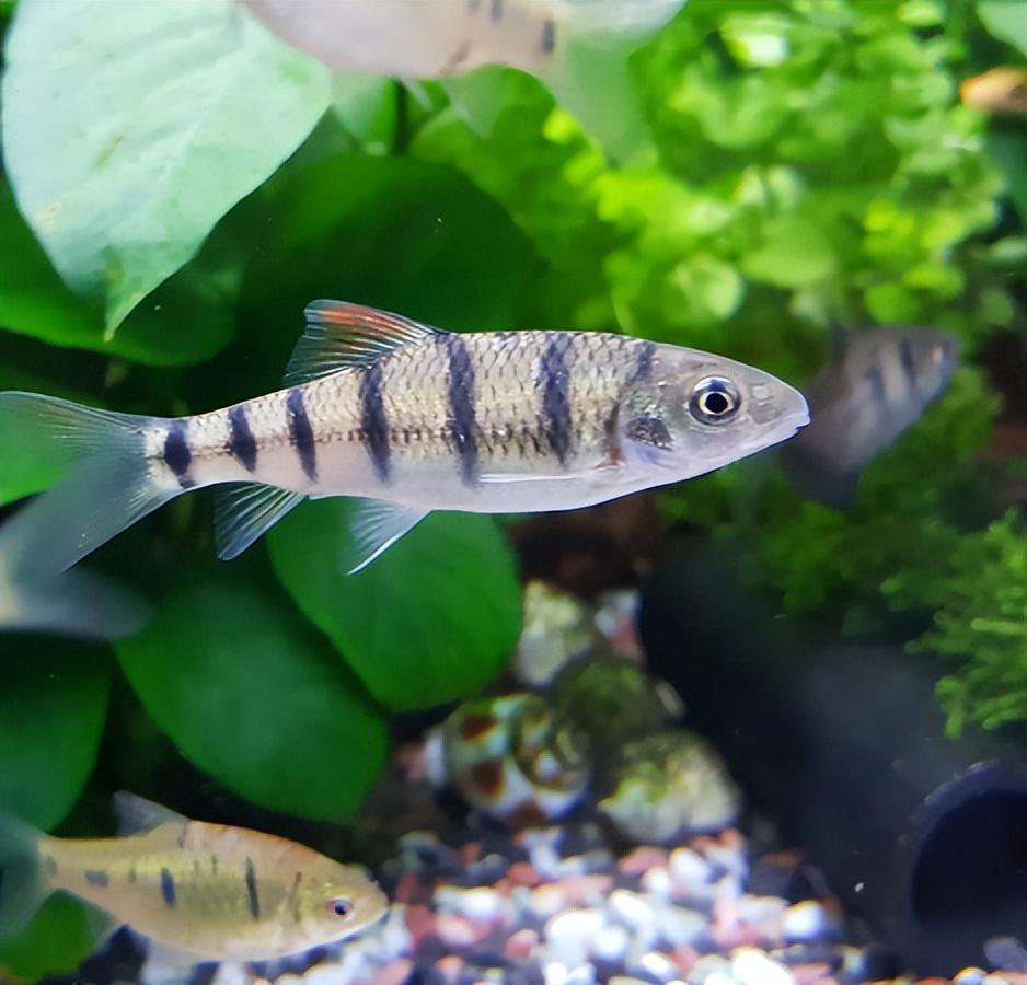 溪石斑鱼最大有多大(溪石斑鱼是什么鱼品种)(图4) 溪石斑鱼最大有多大(溪石斑鱼是什么鱼品种)(图4)