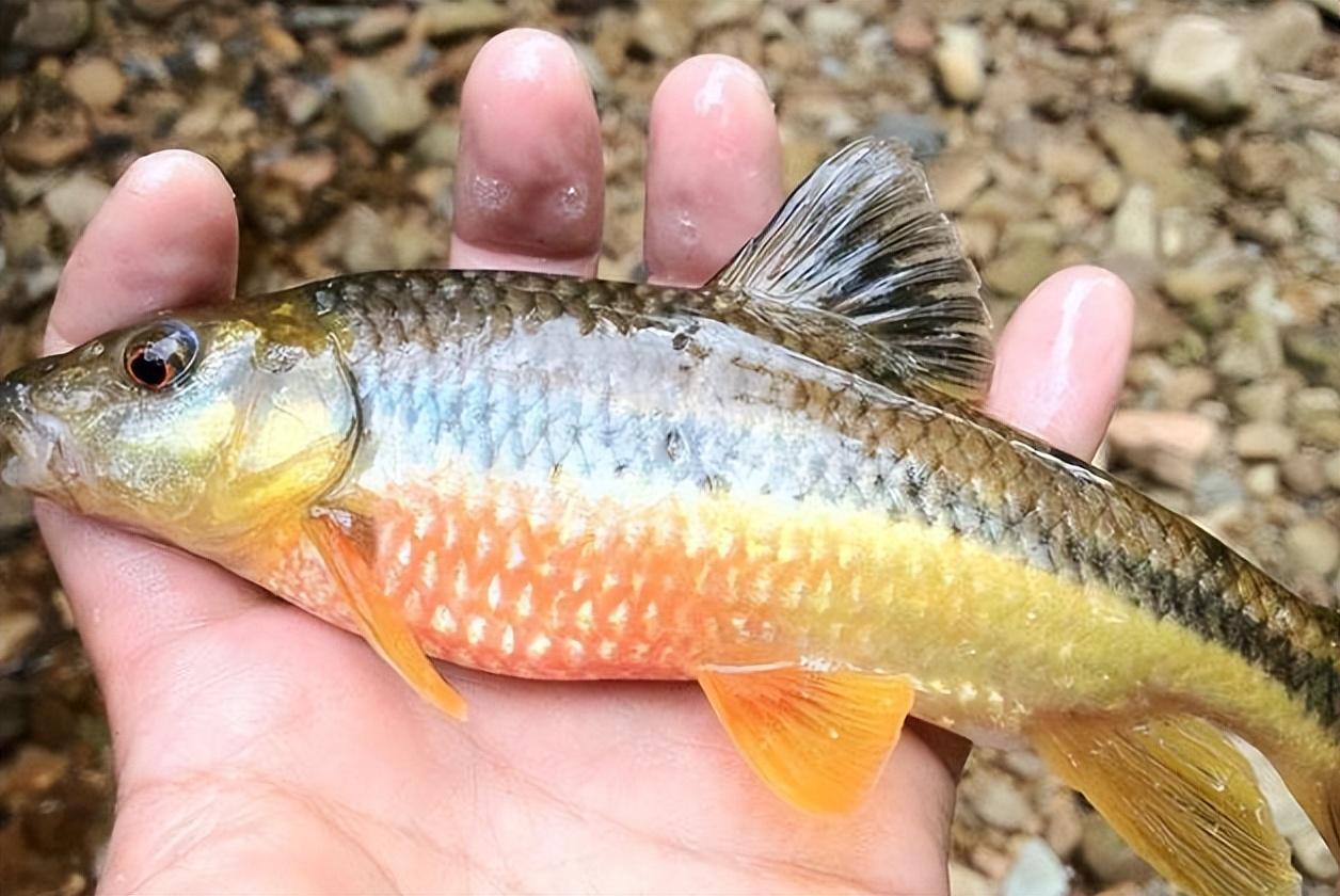溪石斑鱼最大有多大(溪石斑鱼是什么鱼品种)(图6) 溪石斑鱼最大有多大(溪石斑鱼是什么鱼品种)(图6)
