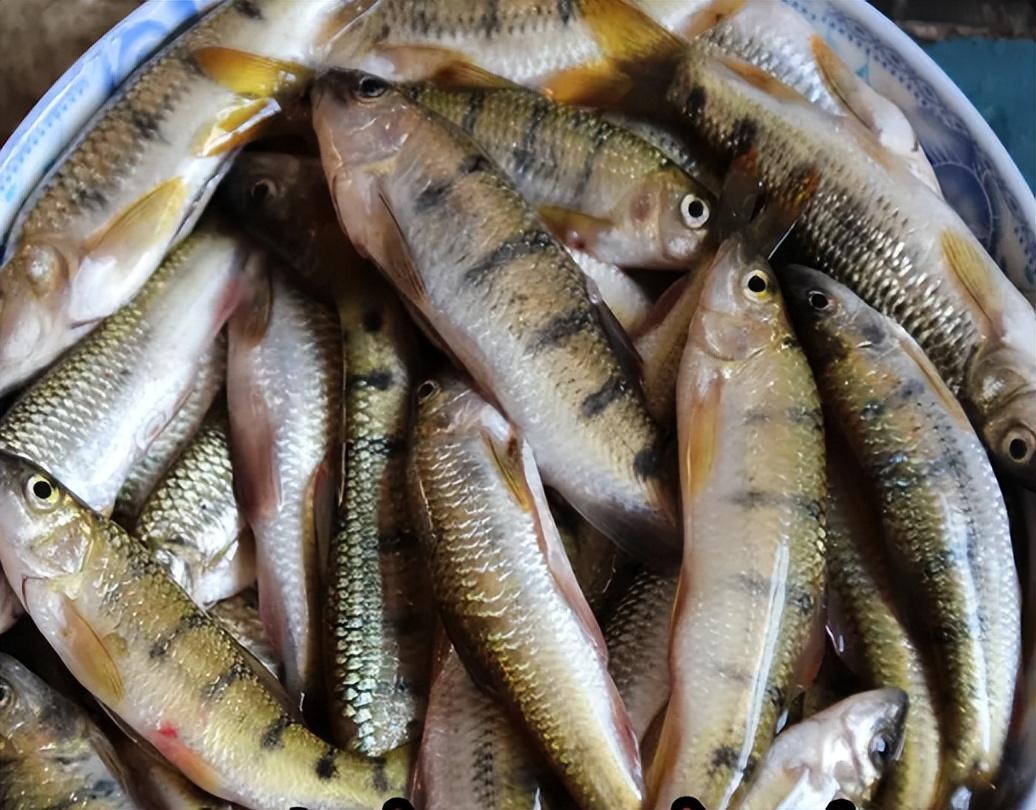 溪石斑鱼最大有多大(溪石斑鱼是什么鱼品种)(图1) 溪石斑鱼最大有多大(溪石斑鱼是什么鱼品种)(图1)