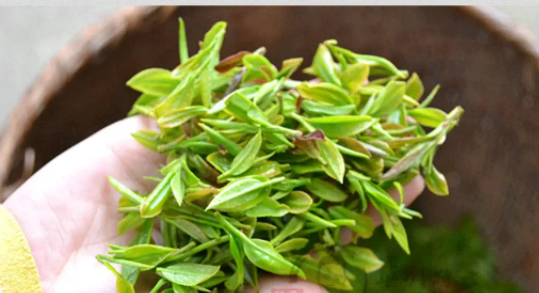 我国著名的绿茶有哪些,我国是茶叶的故乡,绿茶是最古老的品种,是我国品种最多图17