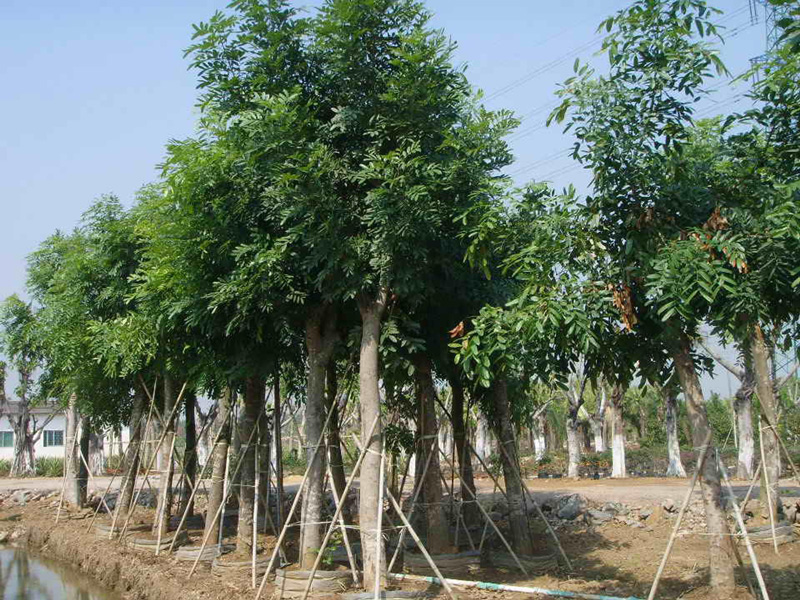 最贵的木材排名 世界上最贵的木材（什么木材最贵排名榜）(图1)