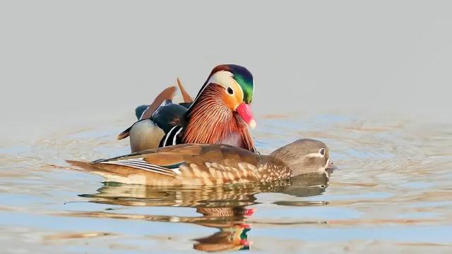 杜甫经典名诗30首（诗圣杜甫十二首经典诗歌赏析合集）(7)