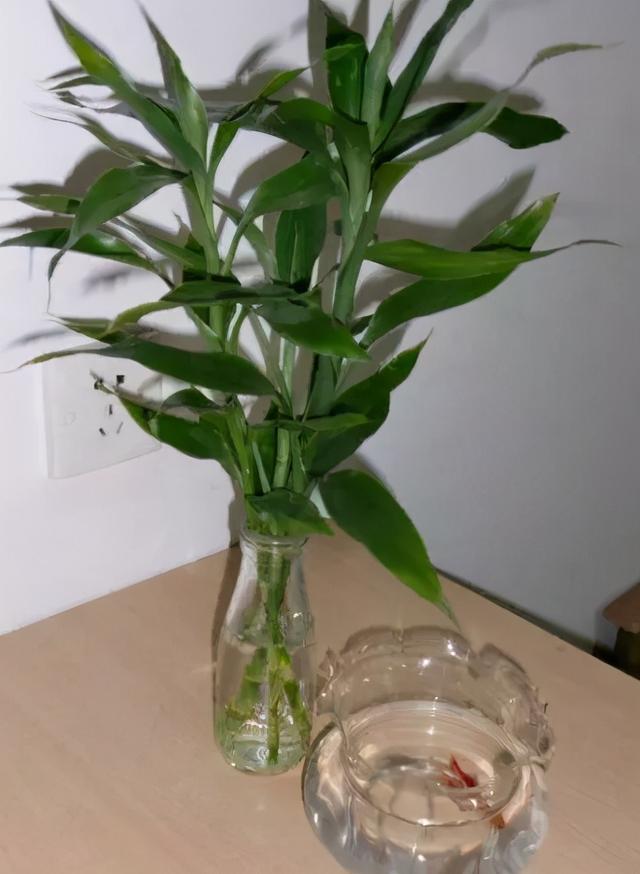 吸甲醛的植物30种（这4种植物）(4)