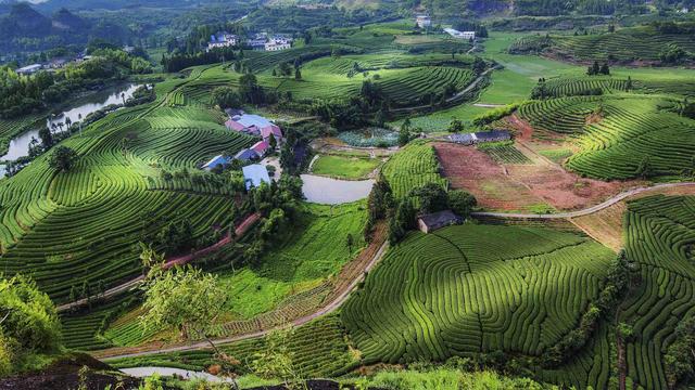 洞庭碧螺春什么茶（茶知识百科洞庭碧螺春）(5)