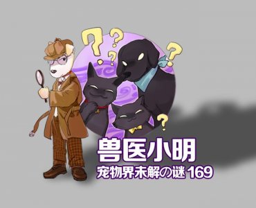 ​小猫流口水是什么原因?吃什么药（注意事项）