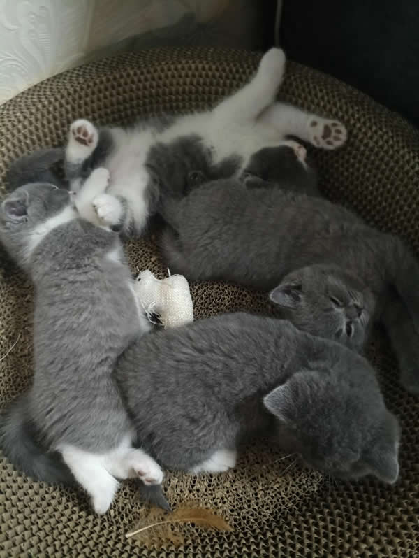 刚出生几天的小猫咪什么时候睁眼睛（小猫什么时候睁眼）(图6)