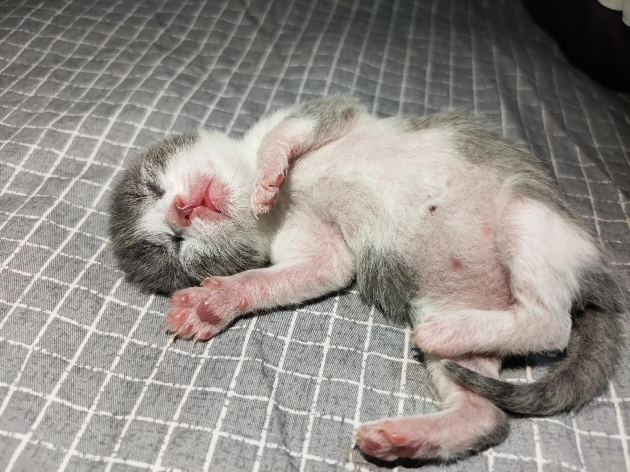 刚出生几天的小猫咪什么时候睁眼睛（小猫什么时候睁眼）(图3)