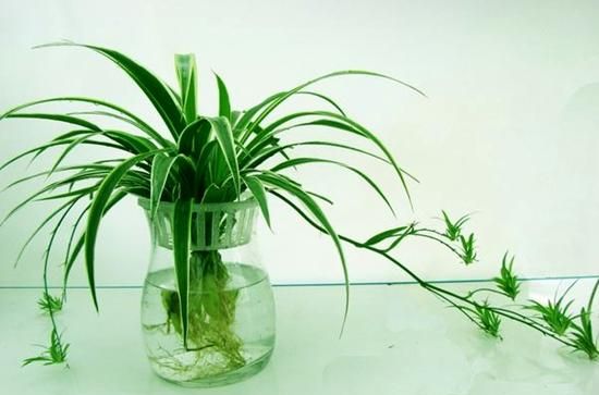 以水生植物为食的鱼有哪些