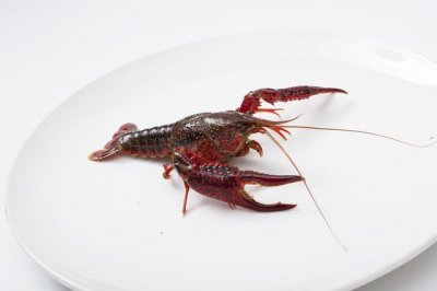 ​小龙虾从哪里开始吃（你知道小龙虾的来历么）