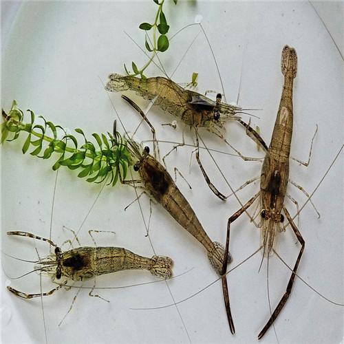 十大稀有水生生物（小时候常见的十种水生生物）(3)