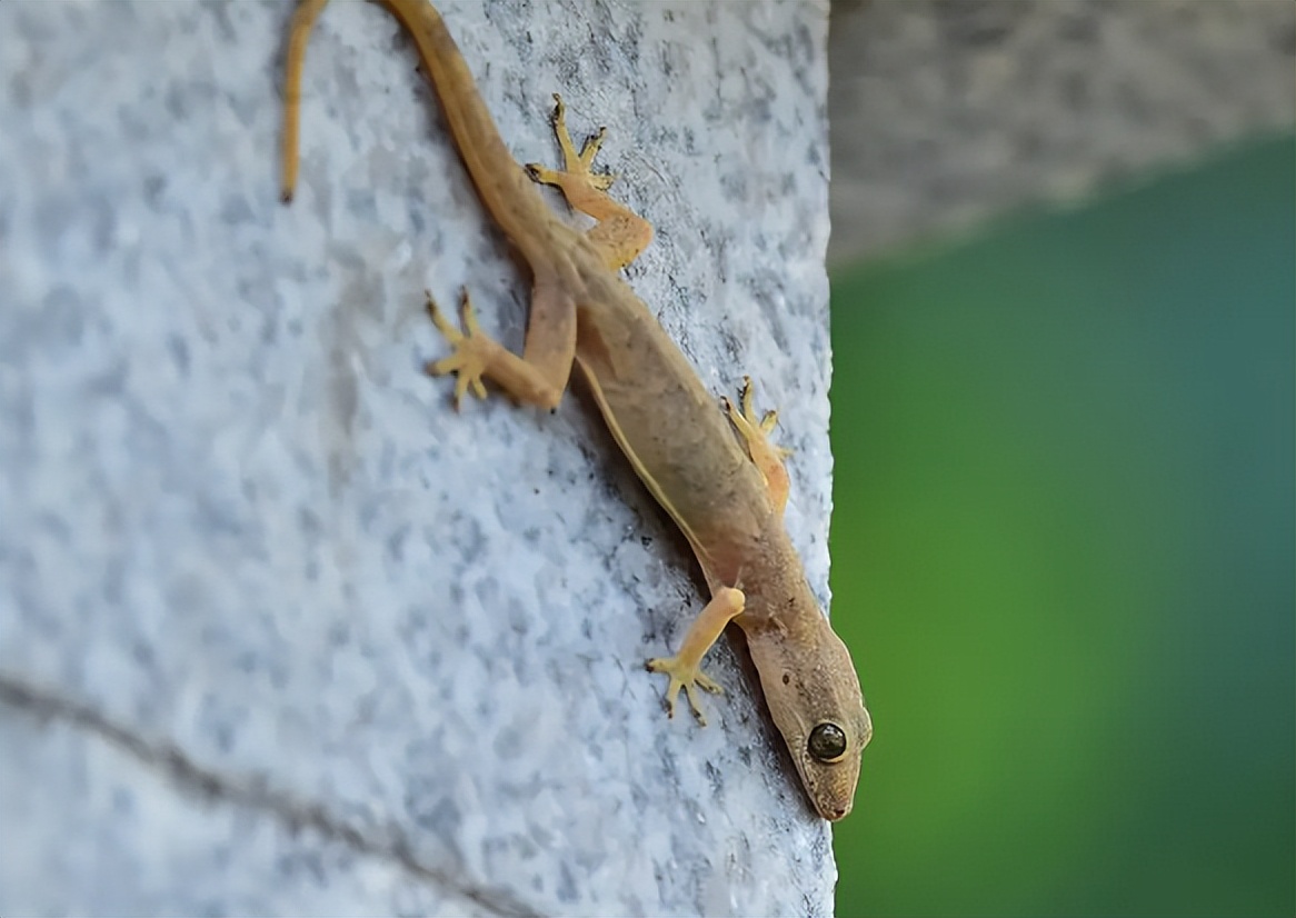 请问壁虎有毒吗（家里有壁虎需要赶走吗）(图3)