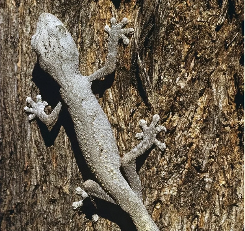 请问壁虎有毒吗（家里有壁虎需要赶走吗）(图2)
