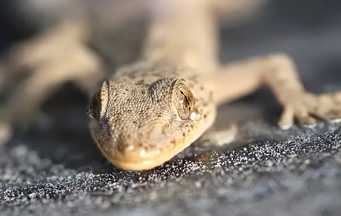 请问壁虎有毒吗（家里有壁虎需要赶走吗）(图6)