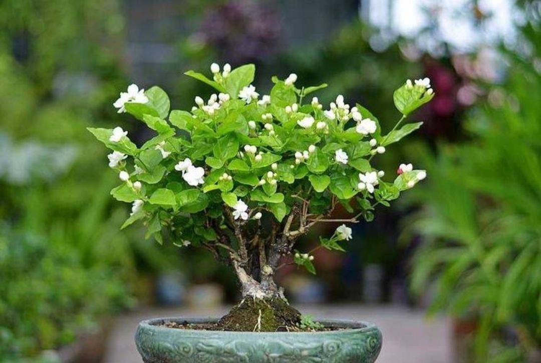 睡觉卧室适合放什么植物和花（适合睡房养的植物排名）(图7)