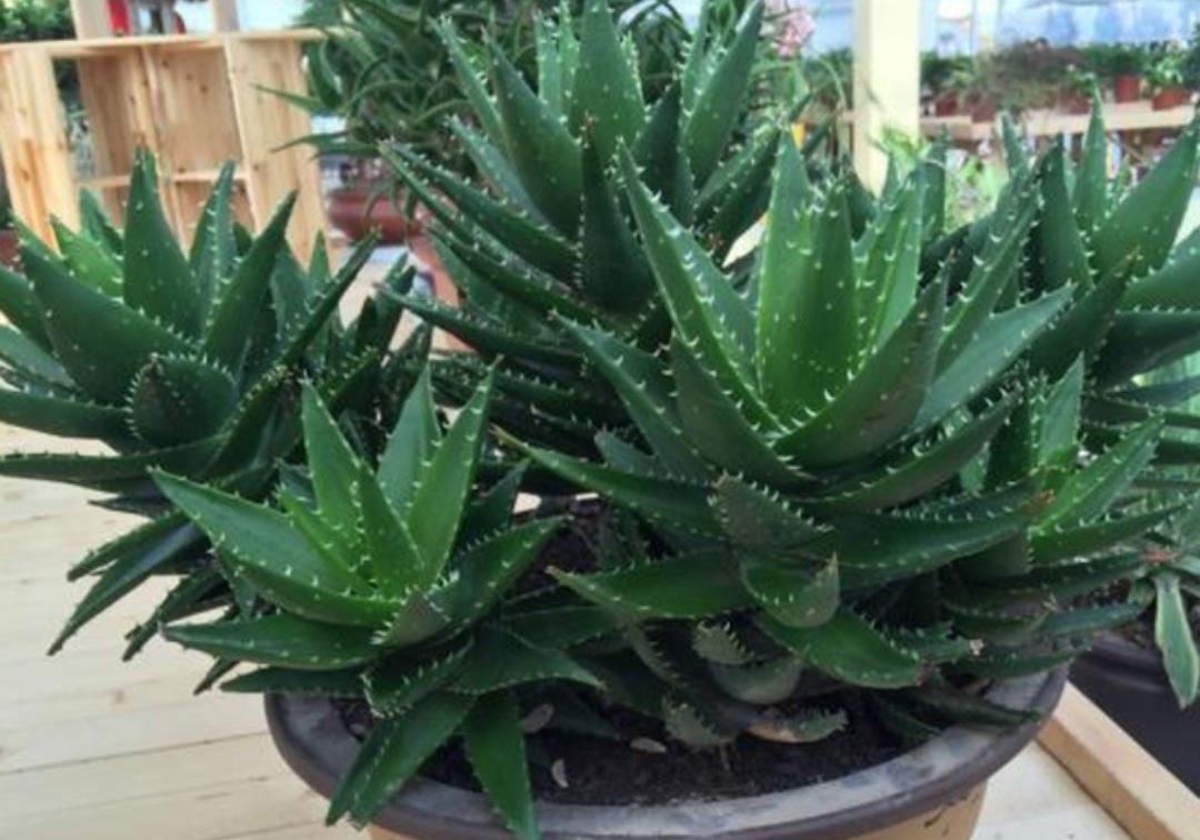 睡觉卧室适合放什么植物和花（适合睡房养的植物排名）(图3)