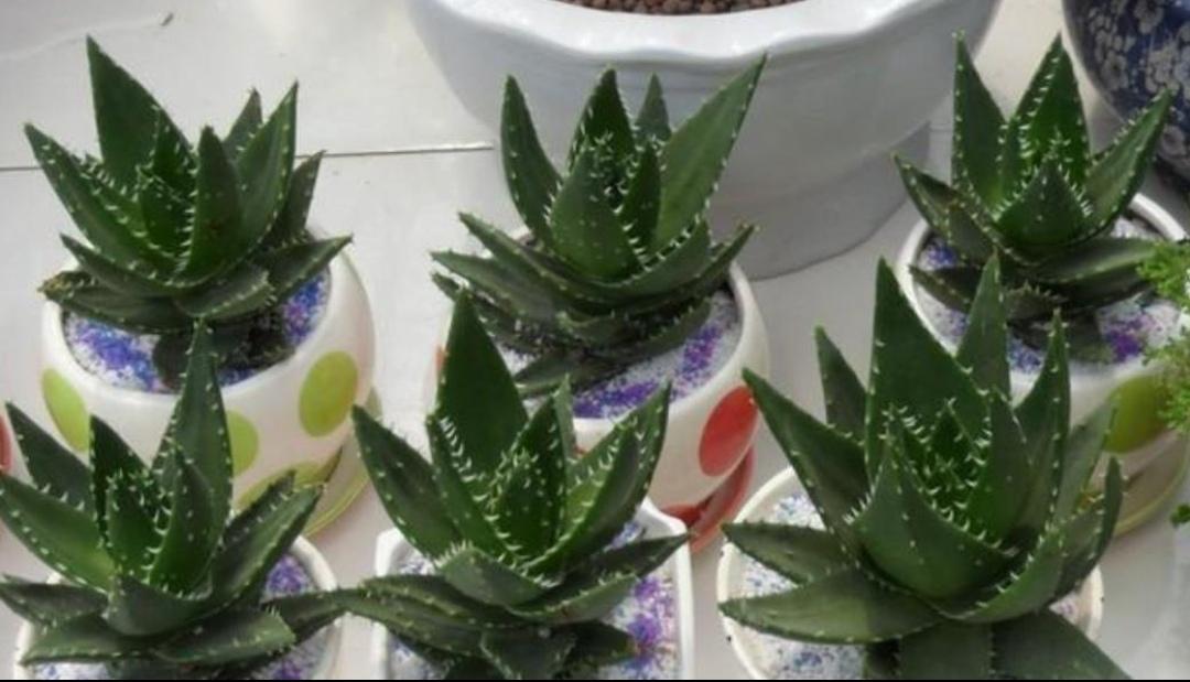 睡觉卧室适合放什么植物和花（适合睡房养的植物排名）(图4)