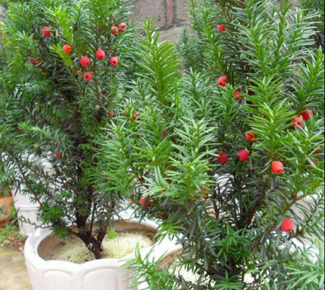 睡觉卧室适合放什么植物和花（适合睡房养的植物排名）(图2)