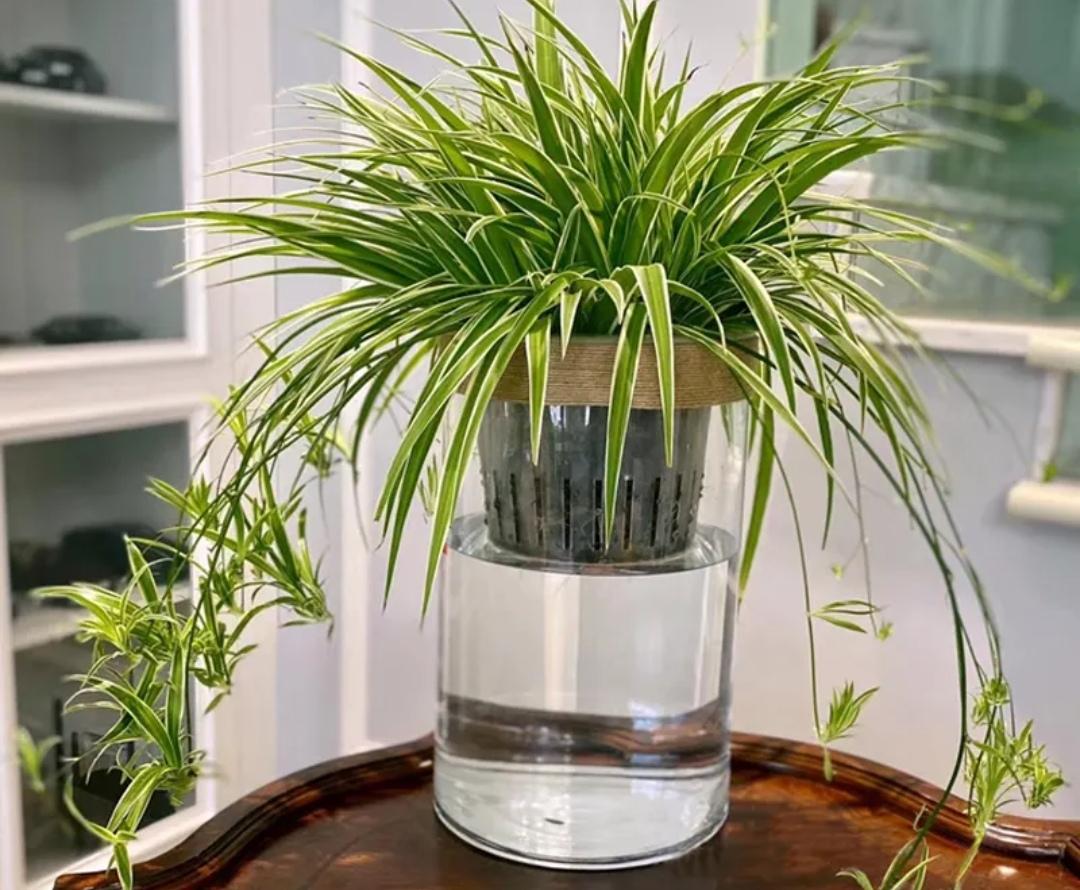 睡觉卧室适合放什么植物和花（适合睡房养的植物排名）(图8)