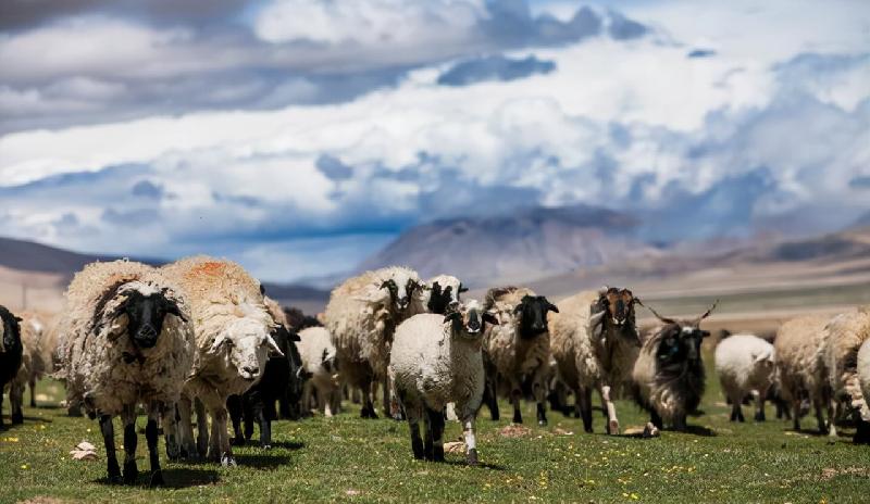 关于阿拉伯数字的来历（阿拉伯数字的来历故事）(图2)