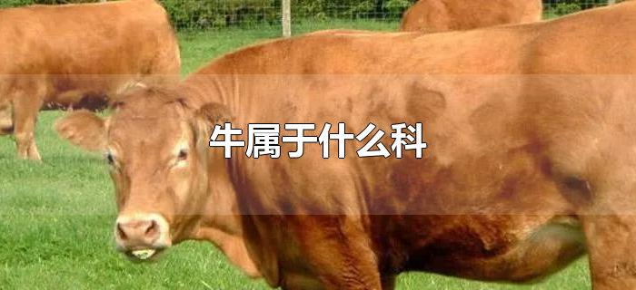 牛属于什么科