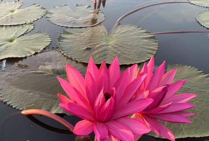 花的图片加花的名字