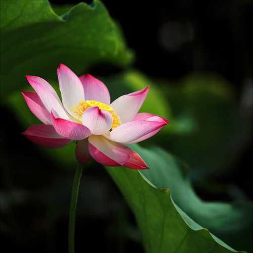 香港旗帜图片是什么花