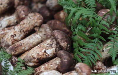​姬松茸和松茸的区别（姬松茸和松茸哪种价格更贵）