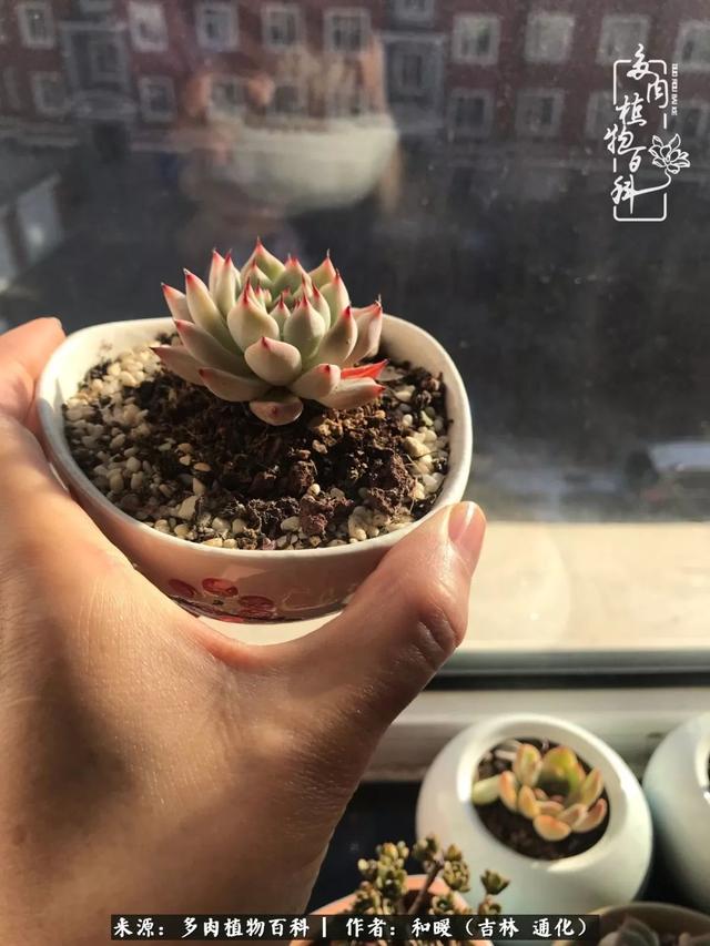 买肉的正确方法和注意事项（工欲善其事必先利其器）(36)