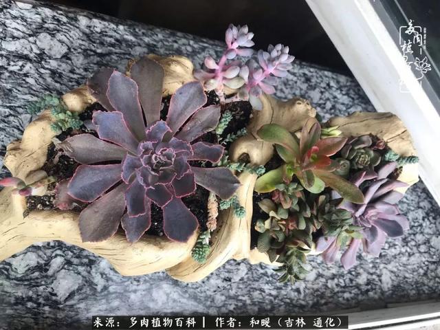 买肉的正确方法和注意事项（工欲善其事必先利其器）(5)