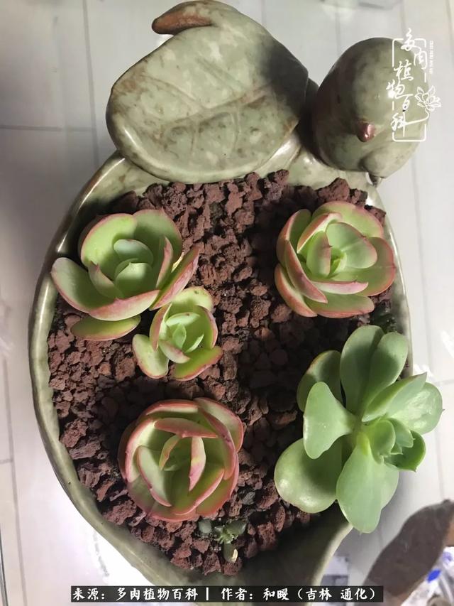 买肉的正确方法和注意事项（工欲善其事必先利其器）(29)