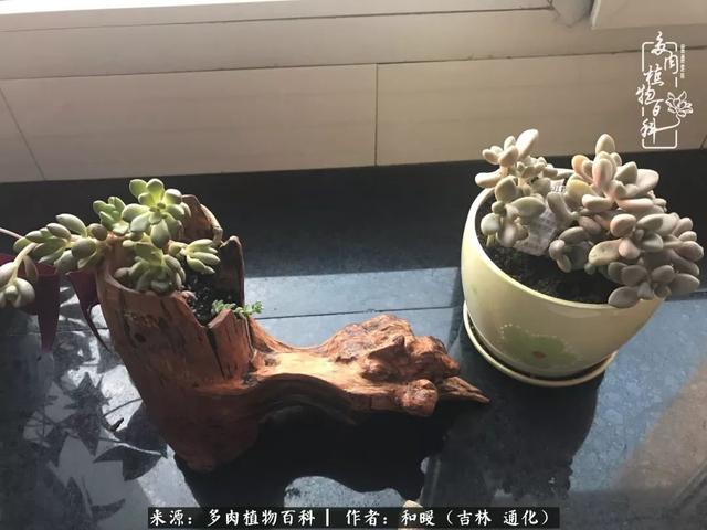 买肉的正确方法和注意事项（工欲善其事必先利其器）(17)