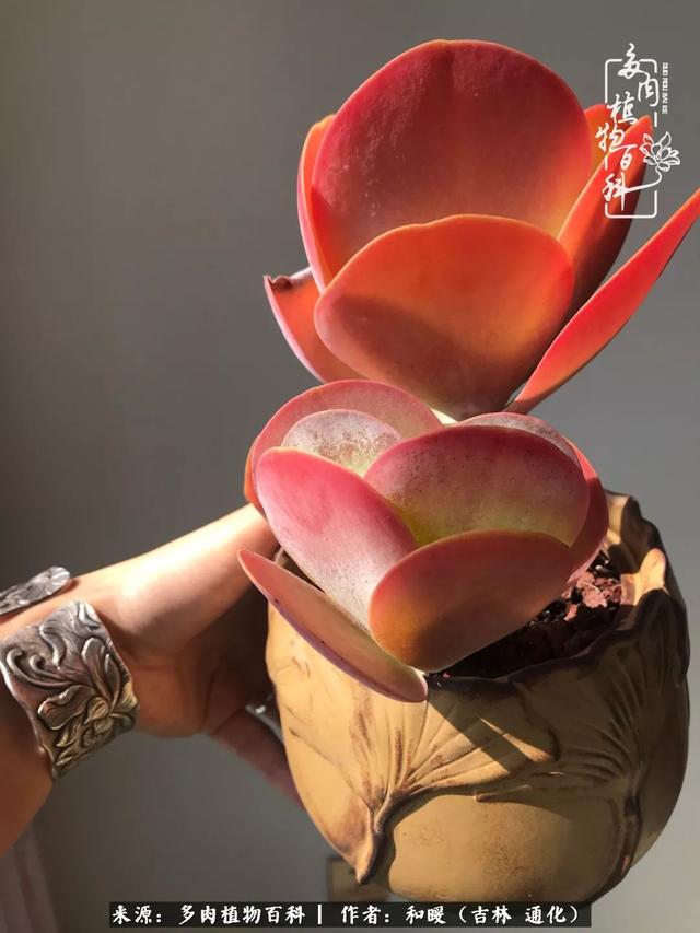 买肉的正确方法和注意事项（工欲善其事必先利其器）(33)