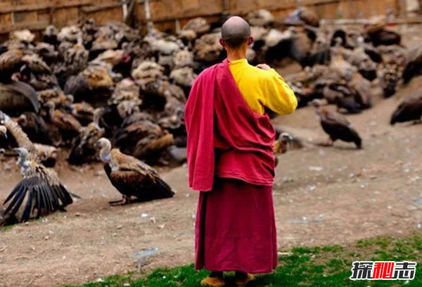 什么是天葬?天葬秃鹫吃人全历程(附图片)