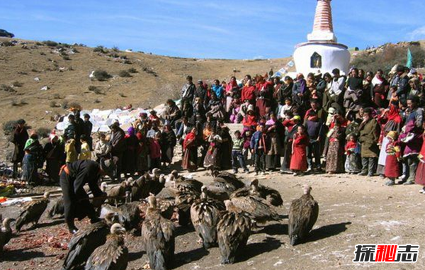 什么是天葬?天葬秃鹫吃人全历程(附图片)