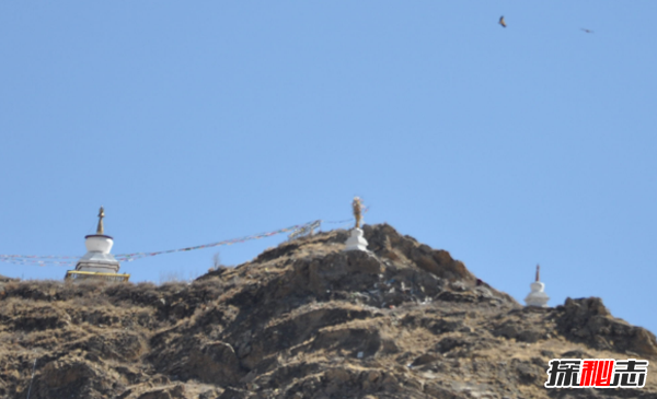 什么是天葬?天葬秃鹫吃人全历程(附图片)