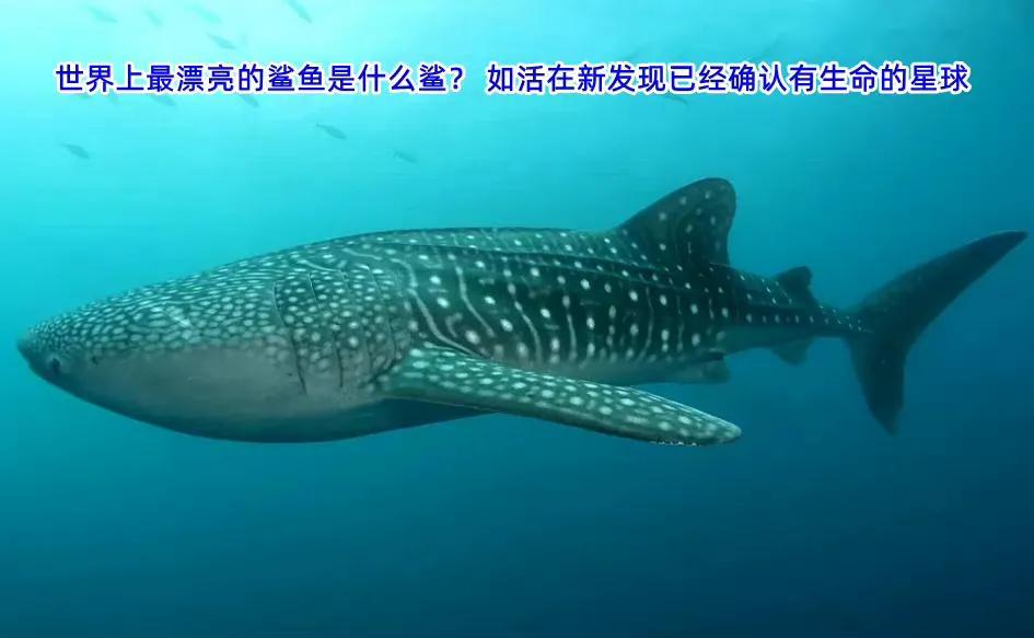 世界上最漂亮的鲨鱼（世界上最漂亮的鲨鱼是什么鲨？）