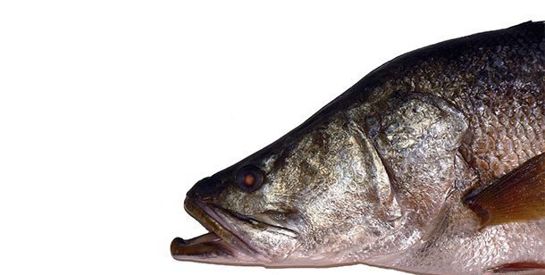 最大的动物是什么?世界上十大存在的神奇动物