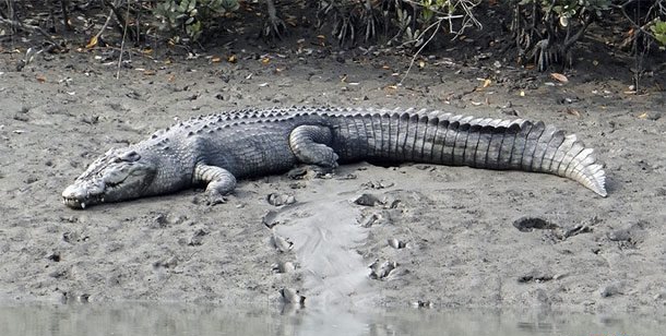 最大的动物是什么?世界上十大存在的神奇动物