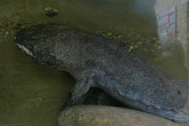 最大的动物是什么?世界上十大存在的神奇动物