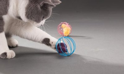 ​老鼠为什么怕钢丝球,我家里的老鼠为啥最偷洗碗钢丝球呢