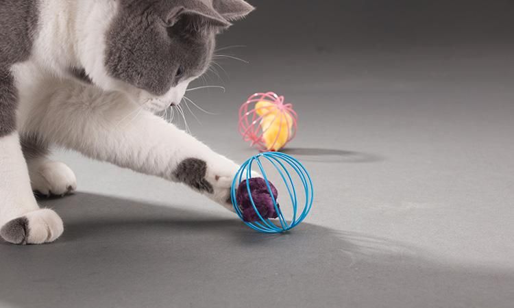 我家里的老鼠为啥最偷洗碗钢丝球呢