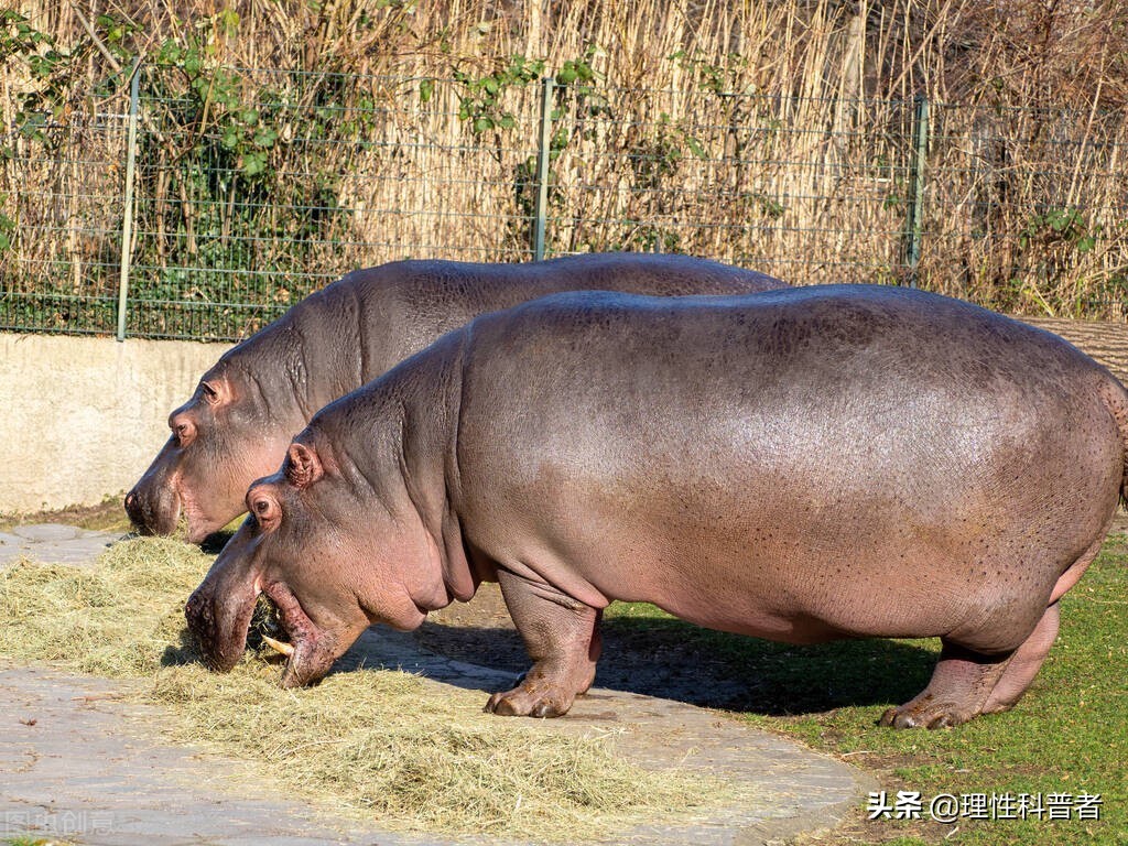 河马是杂食性动物吗（河马吃什么食物）(图3)