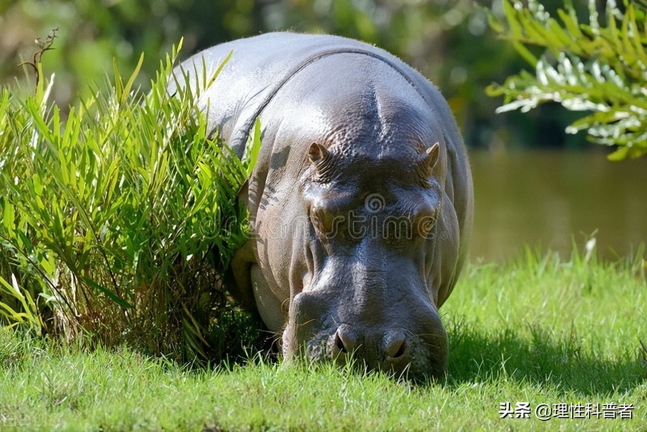 河马是杂食性动物吗（河马吃什么食物）(图2)