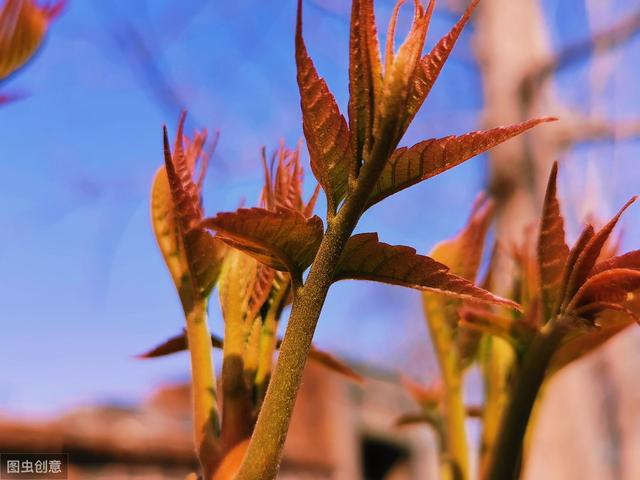 香椿怎样保鲜时间长一些（香椿储存保鲜技术）(6)