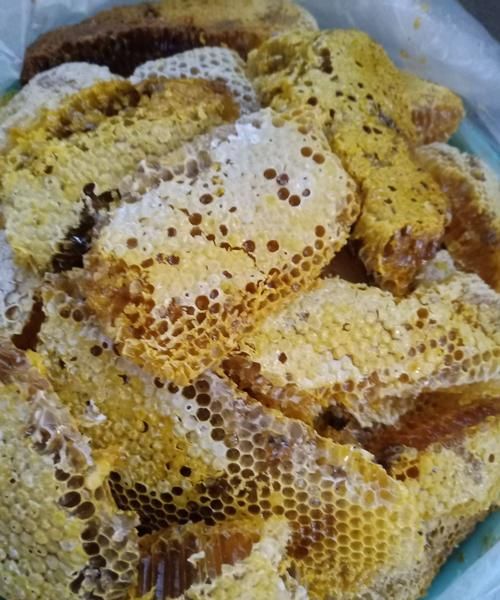 仿写蜜蜂的品质