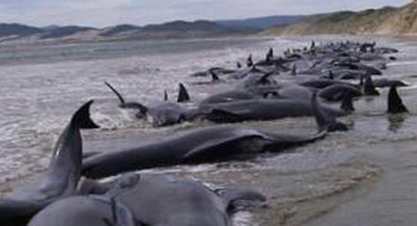 鲸鱼放浅是什么道理?鲸鱼放浅为什么救不了