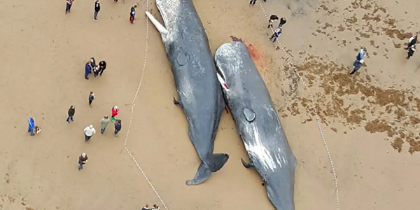 鲸鱼放浅是什么道理?鲸鱼放浅为什么救不了